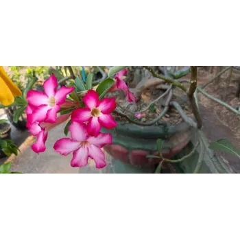 adenium plant (3)-4861152-30607.webp